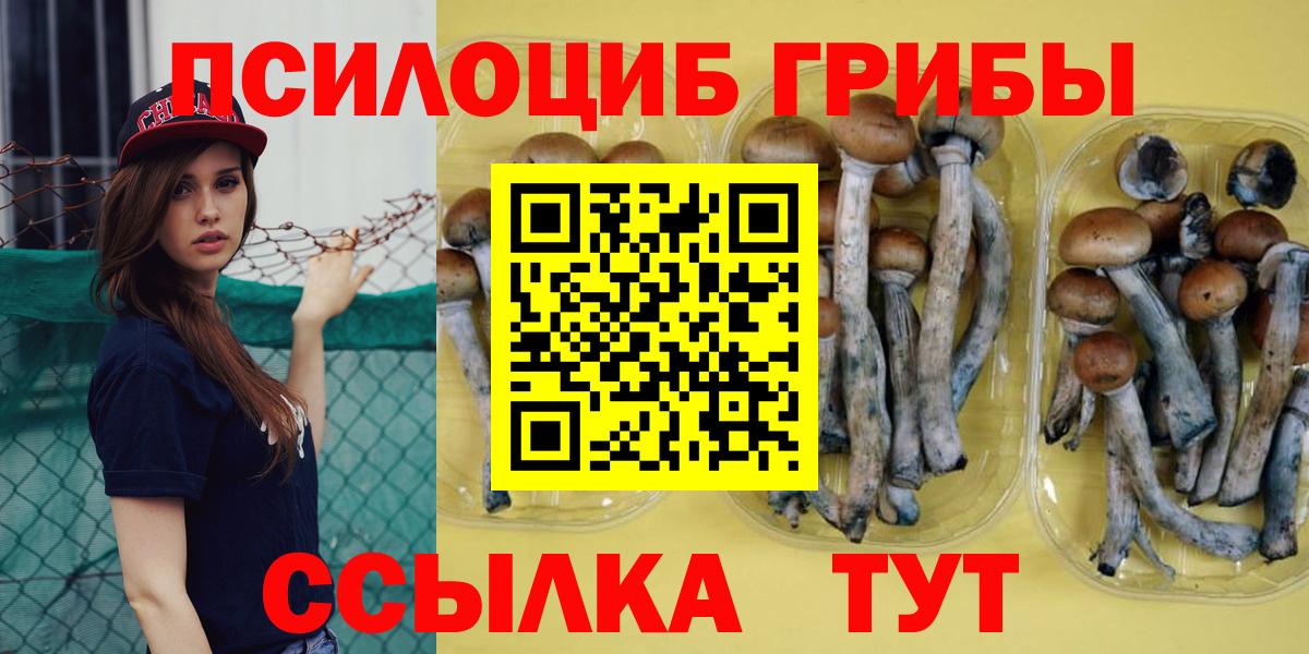 Псилоцибиновые грибы Psilocybe Сегежа